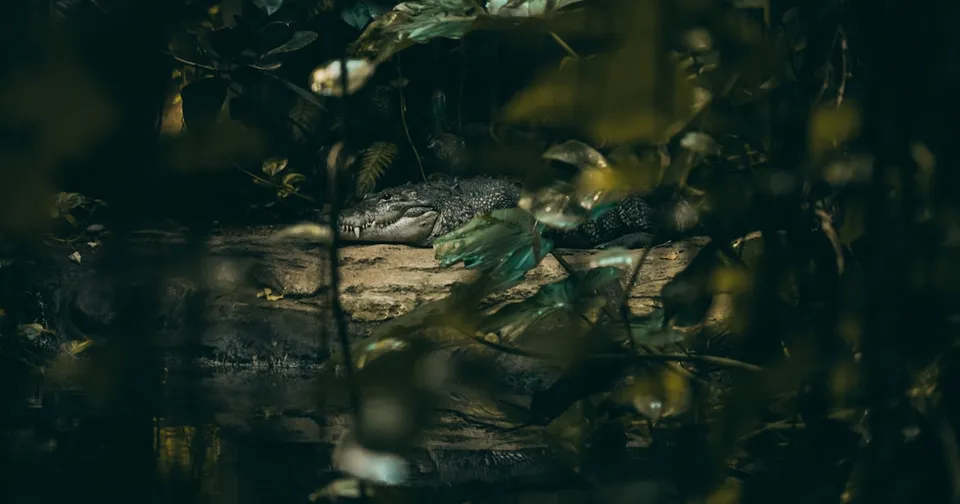 A photo of a snake in a zoo enclosure, highlighting the importance of professional animal care